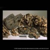 Contents of a late Saxon pit from Exeter