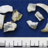 Ivory gaming fragments