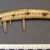 Bone comb, Sutton Courtenay, side 2